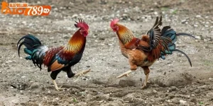 Trực tiếp đá gà thomo hôm nay