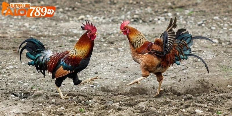 Trực tiếp đá gà thomo hôm nay