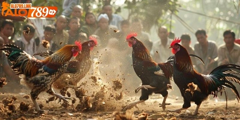 Trực tiếp đá gà thomo hôm nay