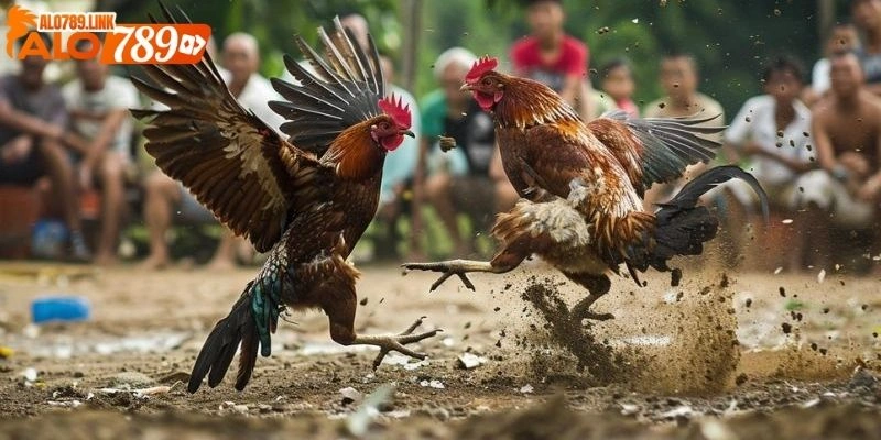 cách xem ngày đá gà