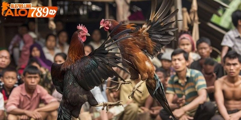 cược đá gà ăn tiền thật