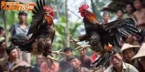đá gà trực tiếp CPC3