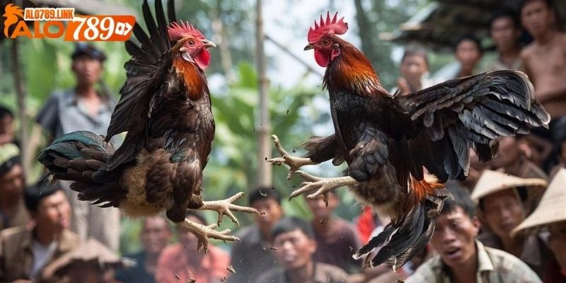 đá gà trực tiếp CPC3