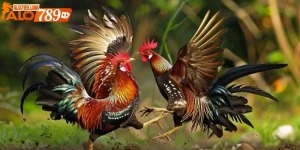 trực tiếp đá gà CPC1