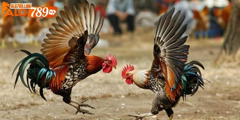 trực tiếp đá gà CPC1