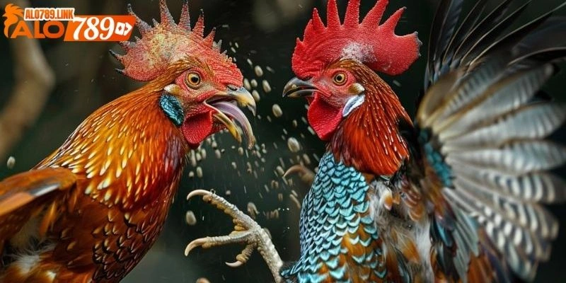Trực tiếp đá gà C1