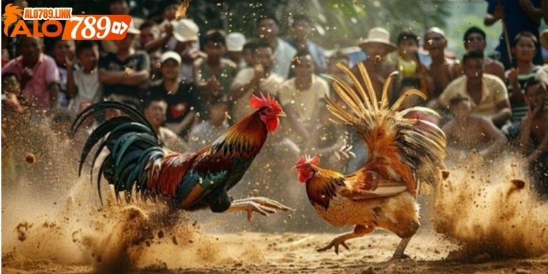 trực tiếp gà đá cựa dao