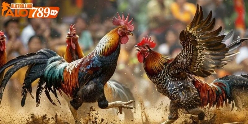 trực tiếp gà đá cựa dao