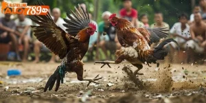 xem đá gà CPC2