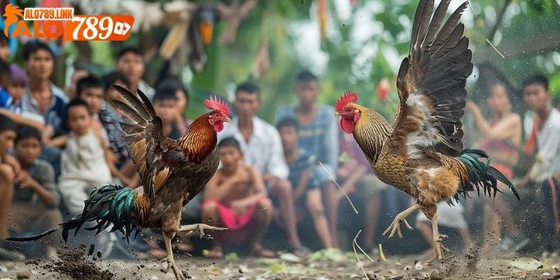 xem đá gà CPC2